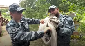 ястреб