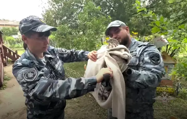 В Каменске-Уральском полицейские спасли раненого ястреба на территории детсада В Каменске-Уральском полицейские спасли раненого ястреба на территории детсада