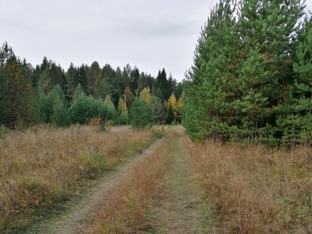 лес