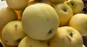 Послесловие. Яблочный рай, которого нет